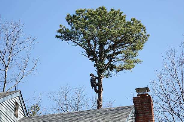 Best Tree and Shrub Care  in Palatka, FL