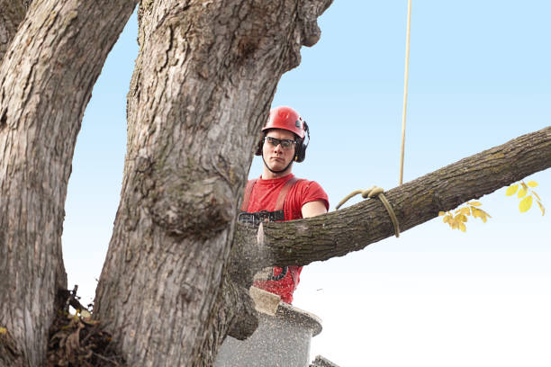 Best Palm Tree Trimming  in Palatka, FL